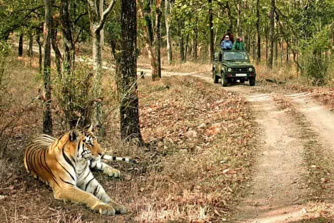 Bandhavgarh Tiger Reserve, Madhya Pradesh