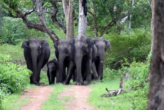 Bandipur National Park, Karnataka: Location, Timings, Tickets Cost
