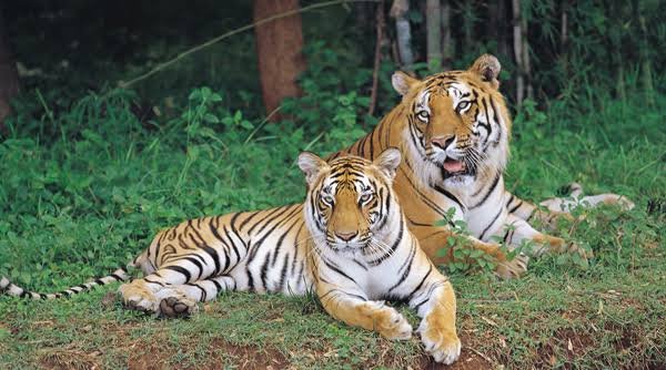Bannerghatta National Park, Bengaluru