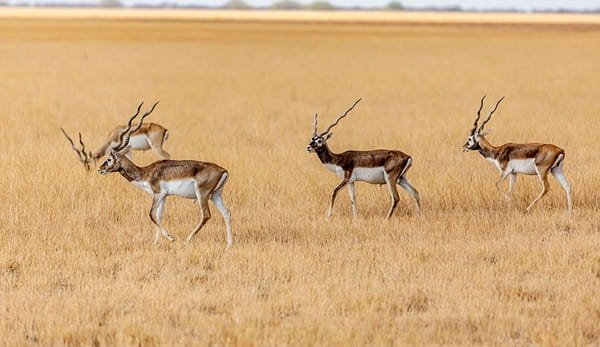 Blackbuck National Park
