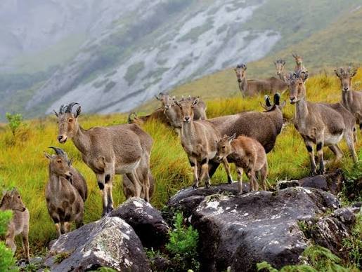 Eravikulam National Park, Munnar: Location, Timings, Ticket Cost