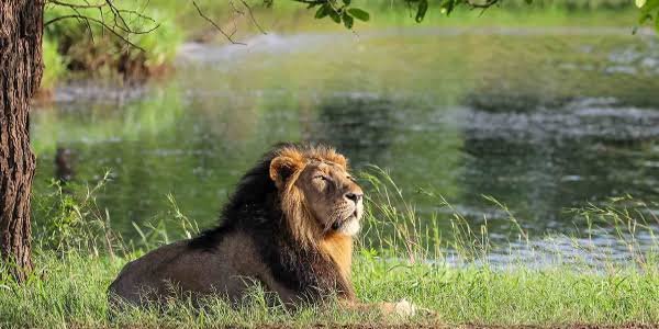 Gir National Park, Gujarat