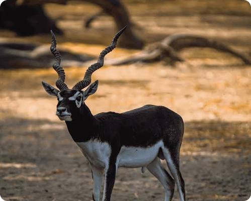 Guindy National Park, Chennai