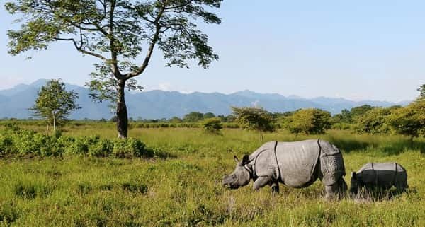 Manas National Park