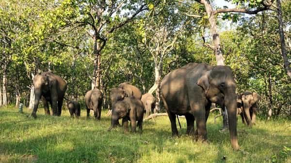 Mudumalai National Park, Tamil Nadu: Location, Timings, Safari Cost