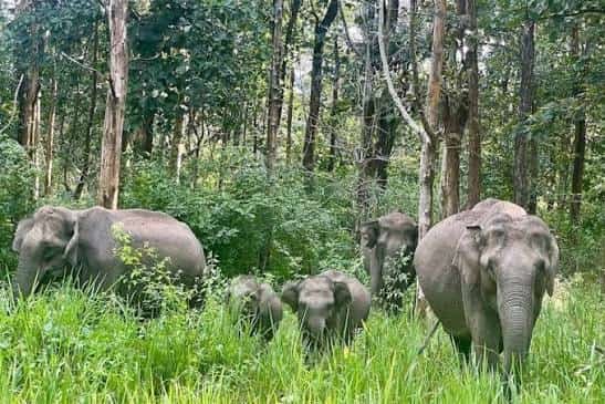 Nagarhole National Park, Karnataka
