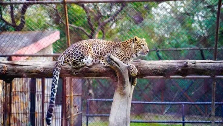 National Zoological Park, Delhi