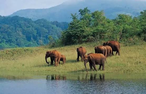 Periyar National Park, Thekkady