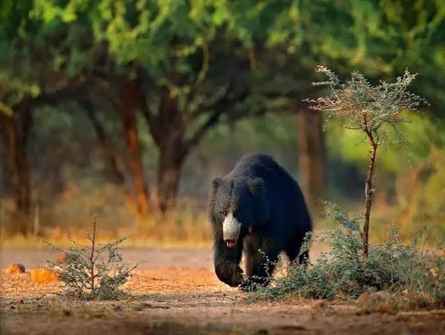 Rajaji National Park, Uttarakhand