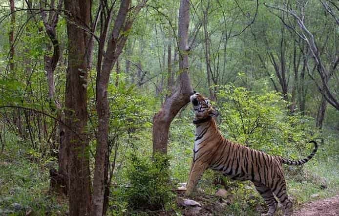 Sariska National Park, Alwar