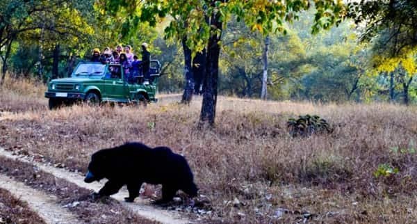 Satpura National Park, Madhya Pradesh: Location, Timings, Tickets Cost
