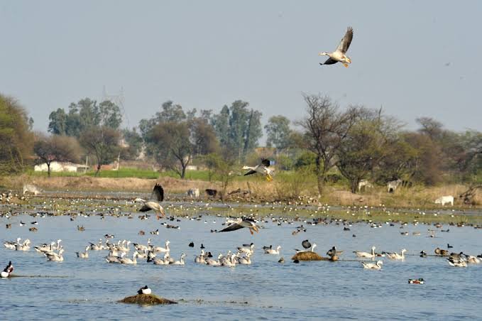 Sultanpur National Park, Gurugram: Location, Timings, Tickets Cost