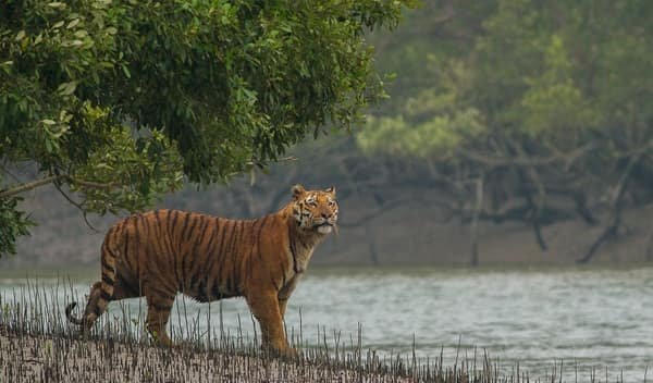 Sundarban National Park, West Bengal: Location, Timings, Tickets Cost