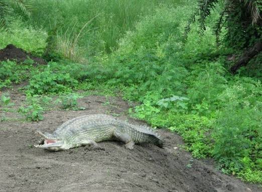 Van Vihar National Park, Bhopal: Location, Timings, Tickets Cost
