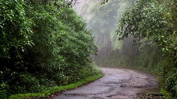 Neora Valley National Park, West Bengal: Location, Timings, Tickets Cost